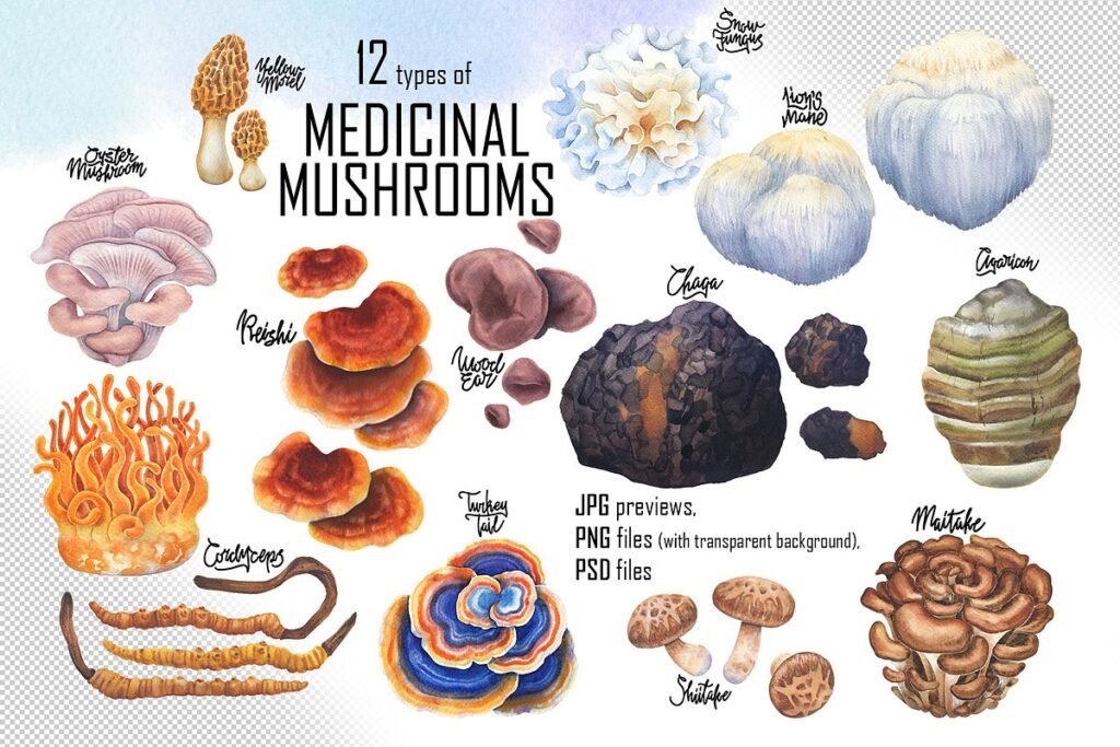 Watercolor Medicinal Mushrooms