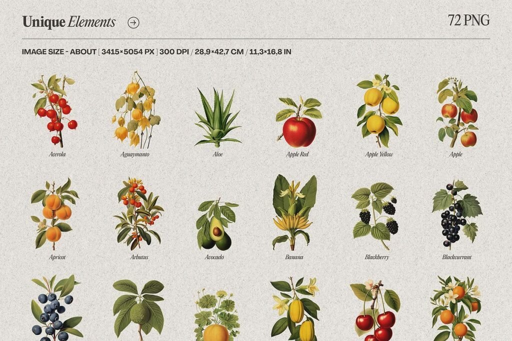 Illustrations of Fruits and Berries